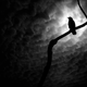 Image for article titled Corvids: The Birds Who Think Like Humans